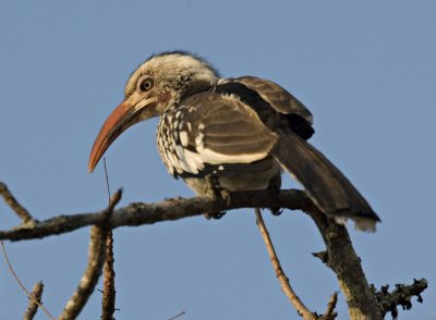 Red Billed Hornbill