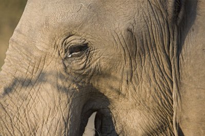 Elephant close up