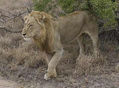 Male Lion Marking Territory
