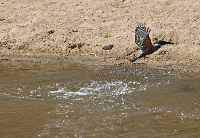 Giant Kingfisher Exiting The Water