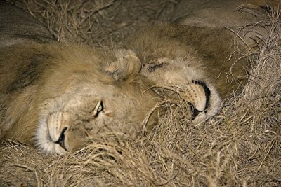 Lion Brothers Sleeping At Night