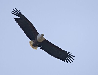 Fish Eagle