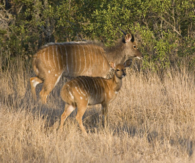 Female And Young Male Nyala