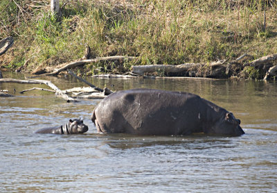 Mother and Baby Hippo