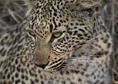 Young Female Leopard - Hlaba Nkunzi