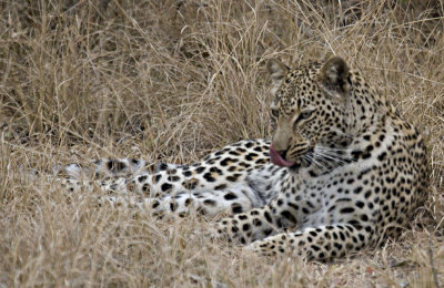 Young Female Leopard - Hlaba Nkunzi