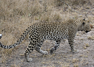 Young Female Leopard - Hlaba Nkunzi