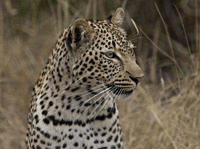 Young Female Leopard - Hlaba Nkunzi
