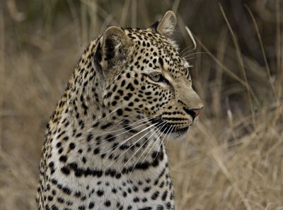 Young Female Leopard - Hlaba Nkunzi