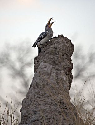 Yellow Billed Hornbill Eating Termites