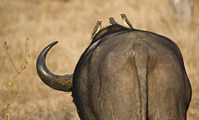 African Buffalo With Oxpeckers