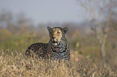 Makwela - Female Leopard