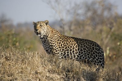 Makwela - Female Leopard