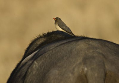 Red billed oxpecker