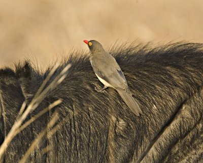 Red billed oxpecker