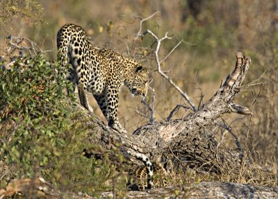 Leopard And Cub