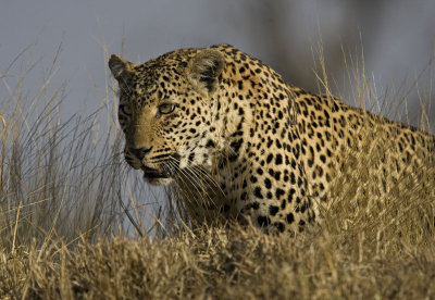 Makwela - Female Leopard