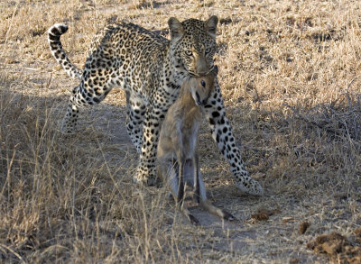 Leopard with Duiker - Nchila