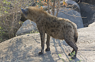 Hyena