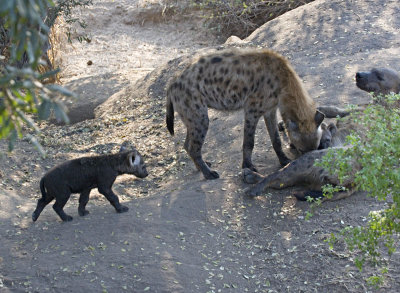 Hyena and Pups