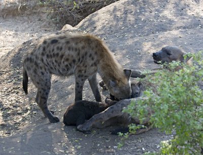 Hyena and Pups