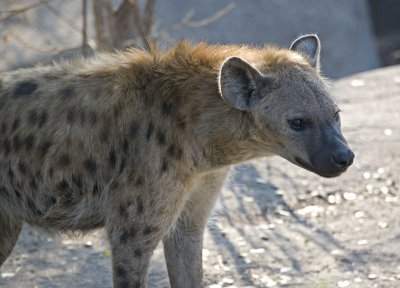 Older Hyena Pup