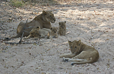 Lionesses and Cubs