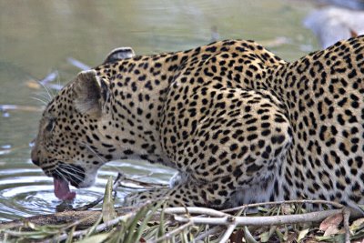 Leopard Drinking -Shangwa