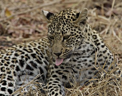 Leopard Cub