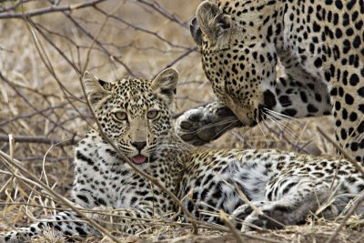 Mother and Daugther Leopards - Mabiri and Metsi