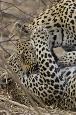 Mother and Daugther Leopards - Mabiri and Metsi