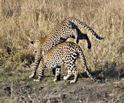 Mother and Daughter Leopards - Mabiri and Metsi