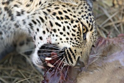 Young Leopard Eating - Hlaba Nkunzi - Not Suitable For Sqeamish
