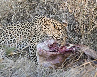 Female Leopard Cub Eating - Hlaba Nkunzi