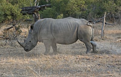 Rhino Marking Territory