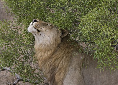 Male Lion Checking For Scent