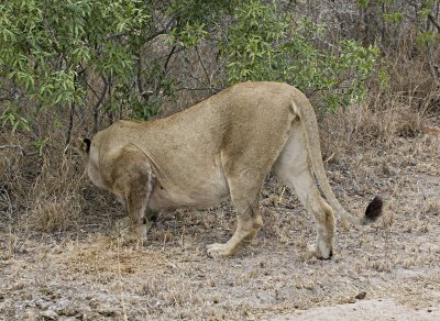 Female Lion Checking For Scent
