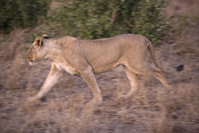 Lioness On The Move