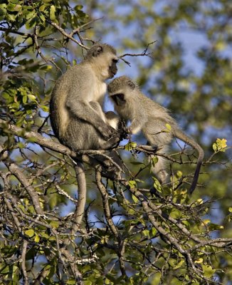 Vervet Monkeys