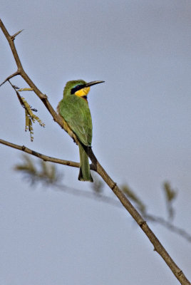 Little Bee Eater