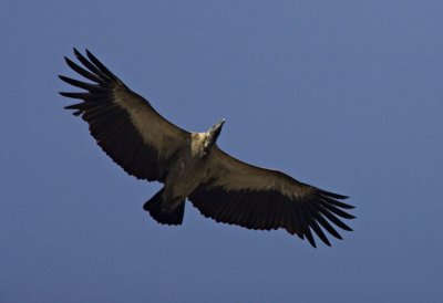 Vultures of Sabi Sands