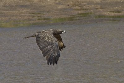 Wahlbergs Eagle In Flight