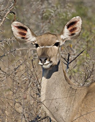 Female Kudu Close Up