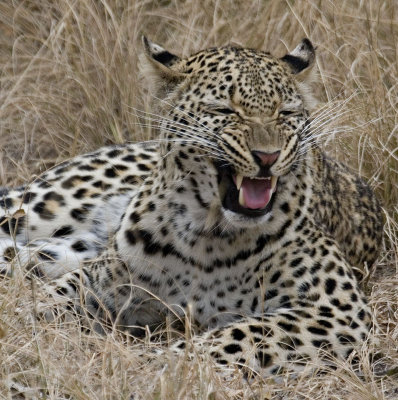Leopard Female -  Nchila