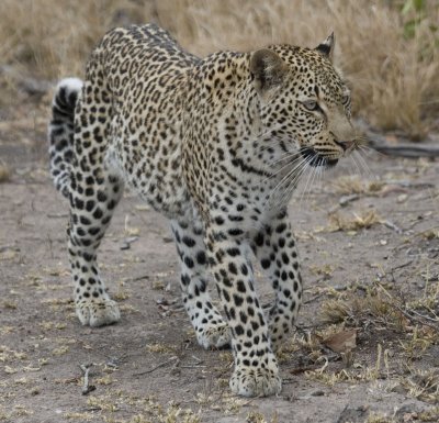 Leopard Female - Nchila