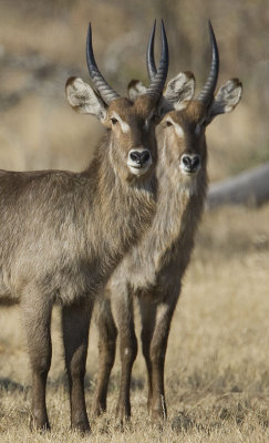 Male Waterbuck