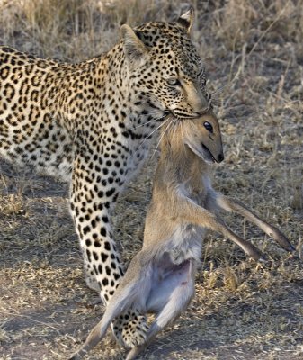 Leopard with Duiker - Nchila