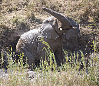 Elephant After Mud Bath