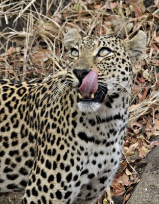 Female Leopard