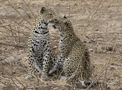 Mother and Daugther Leopards